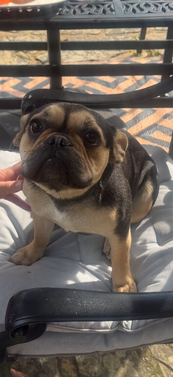 French bulldog girl