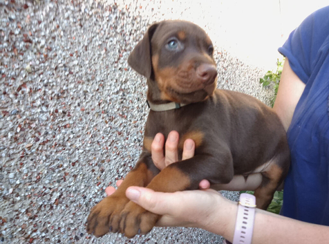 Dobermann puppies