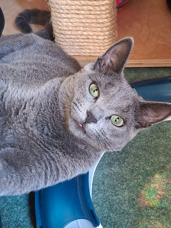 Russian blue kitten