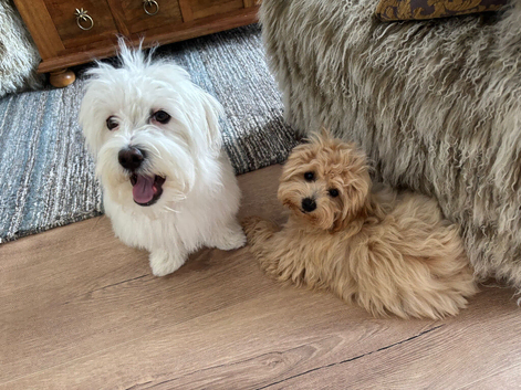 Two Maltipoo boys