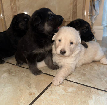 German Shepard puppies