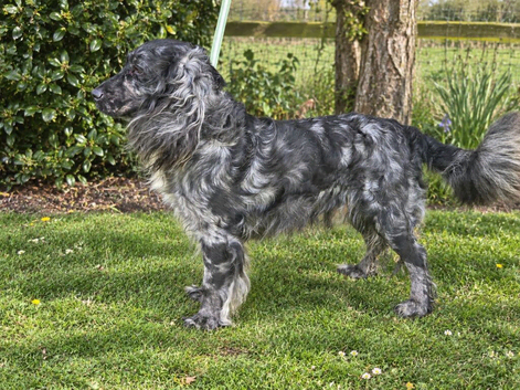 Merlin show cocker spaniel