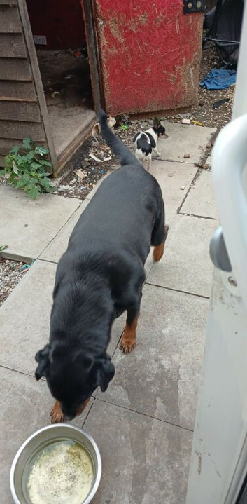 3 year old girl rottie needing new home