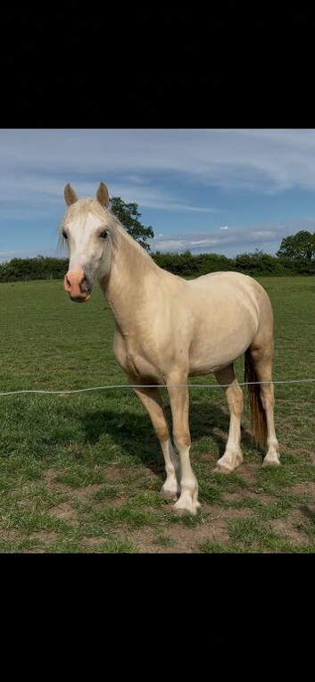 Quality 2yo Welsh D Filly