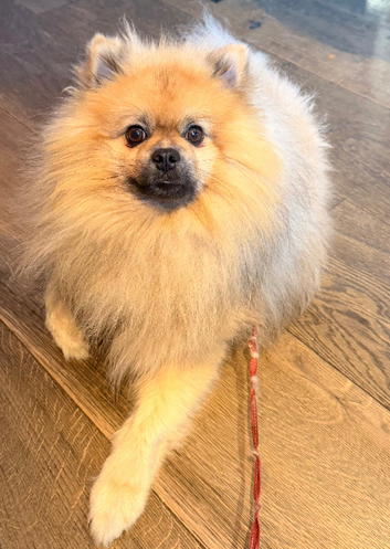 Cheeky Pomeranian for stud