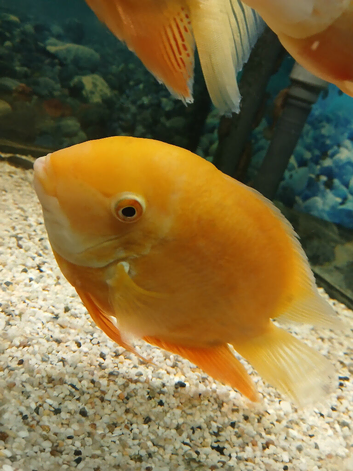Severums