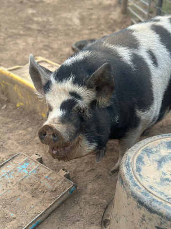 4 Kune Kune (3 gilt 1 sow) all under 4yrs. PET ONLY HOME