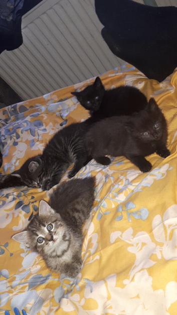 3 kittens 6 weeks old ready in 2 weeks