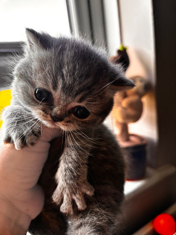 British shorthair Blue tabby boy