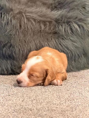 Cocker spaniel puppies