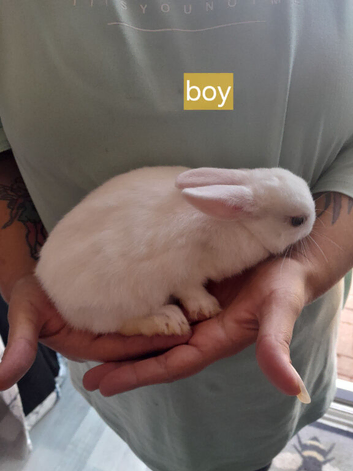 Baby rabbit for sale