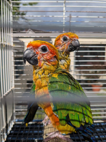 Sun Conure Baby for Sale (1 SOLD, 1 Available)