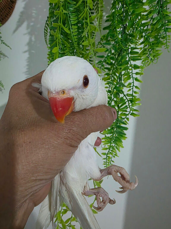 Baby hand-reared Indian ring necks for sale white albino and green available