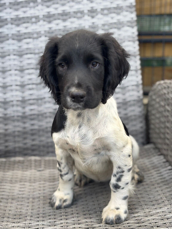 Kc health tested springer pups