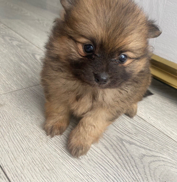 2 loving boy full Pomeranian puppies