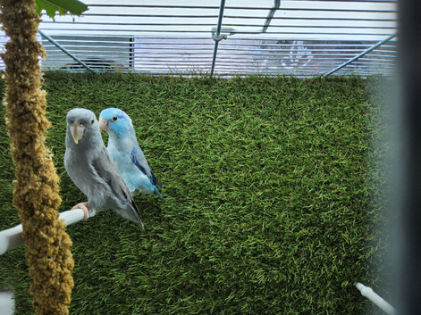 Lovely Bonded Pair Celestial Parrotlets