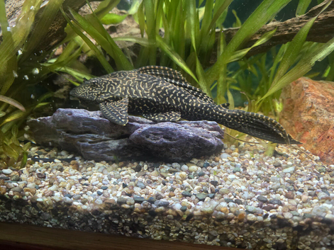 Plec tank cleaner sucker fish