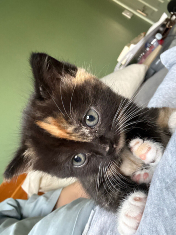 READY TO GO- 5 Gorgeous BSH x Scottish Straight Kittens