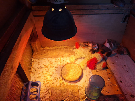 Weeks old Chines Quail