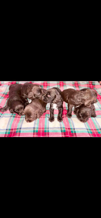 Cocker spaniel pups