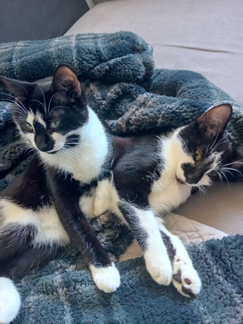 2 x 2 year old cats urgently need home