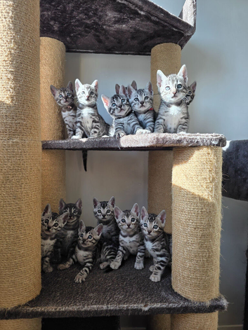 Fully Health Tested Bengal Kittens