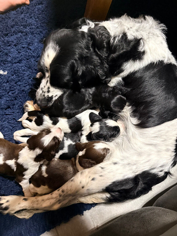 Springer Spaniel