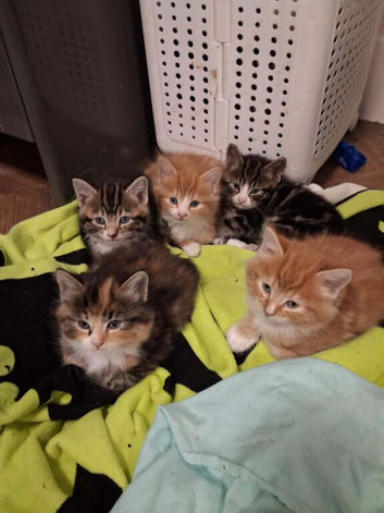 Lovely kittens
