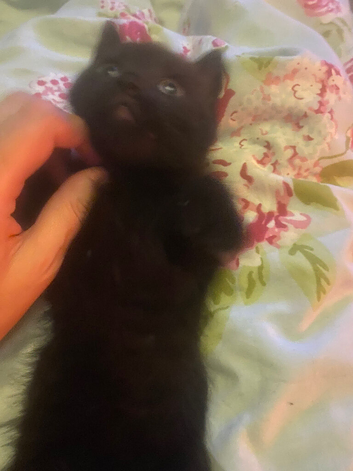 Two beautiful kittens ready now!