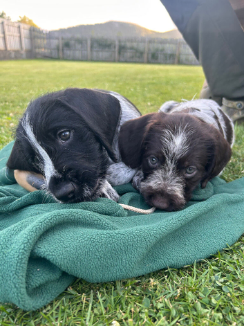 German Wirehaired Pointer Puppies