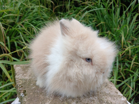 LAST ONE Stunning DM Lionhead baby rabbits