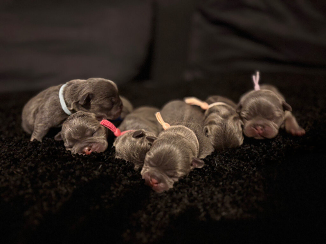 French bulldog puppies