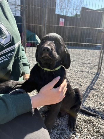 Labradoodle puppies