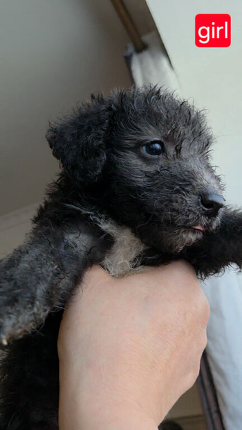 6 Beautiful Rillington Bedlington Terrier Puppies