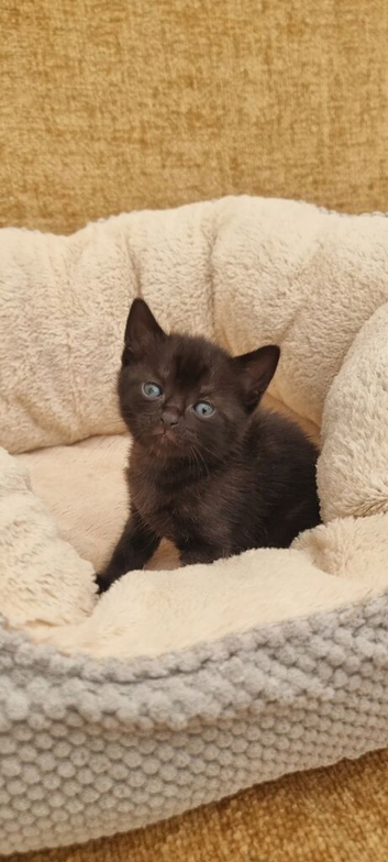 Beautiful Chocolate Sokoke-Sokoke-Marked &times; Turkish Van