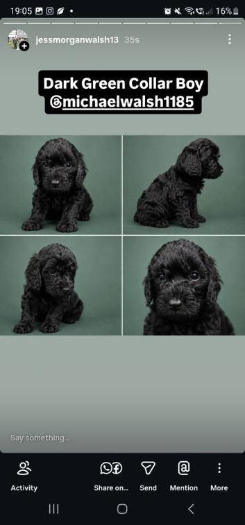 Beautiful F2 Cockapoo Puppies