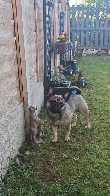 Loving frug for sale