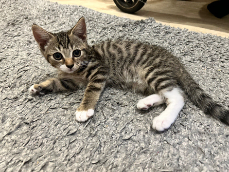 One kitten left FEMALE