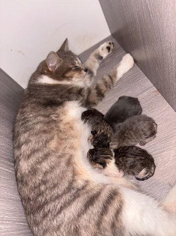 Mixed breed kittens