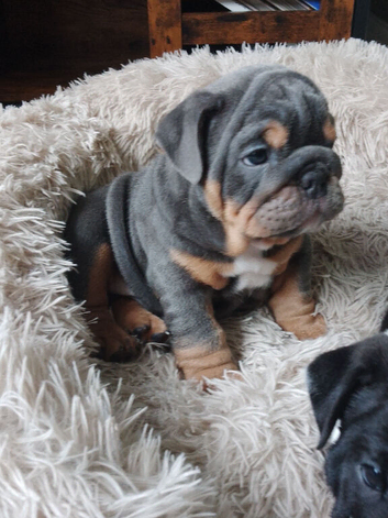 KC registered bulldogs