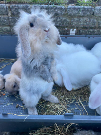 9 Rabbits for Sale - 11 Weeks Old