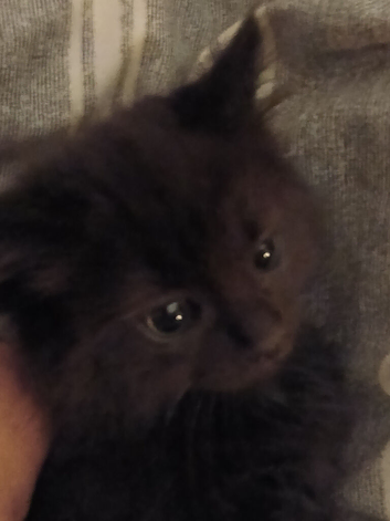 Kittens for sale