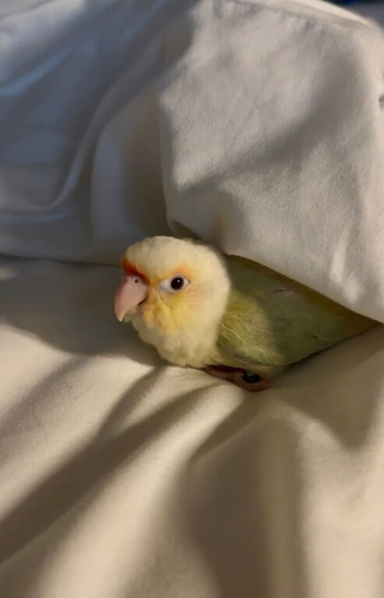Rehoming Luna - Mooncheek Conure