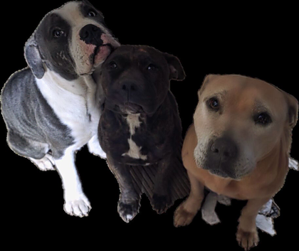 Staffy x