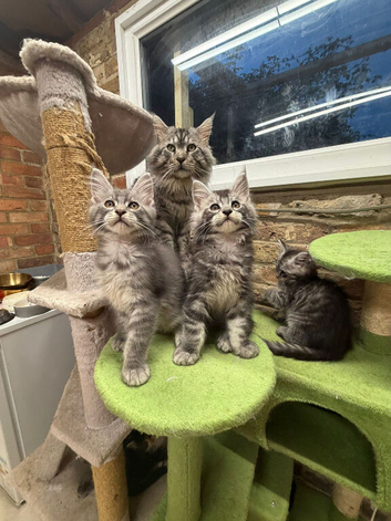 Stunning Mainecoon Kittens