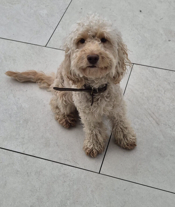 1 year 5 month old cockapoo