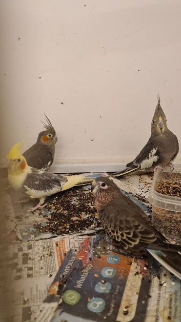 Some lovely cockatiels