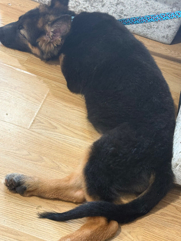 Female German shepherd puppy