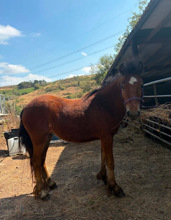 Bay yearling filly