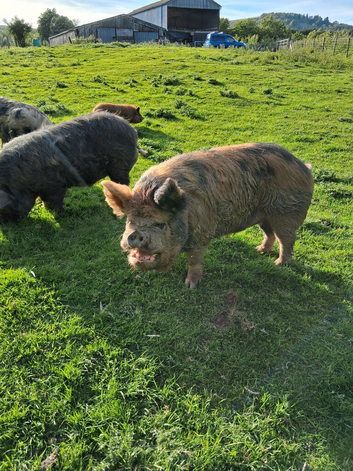 Kune kune in tact boars